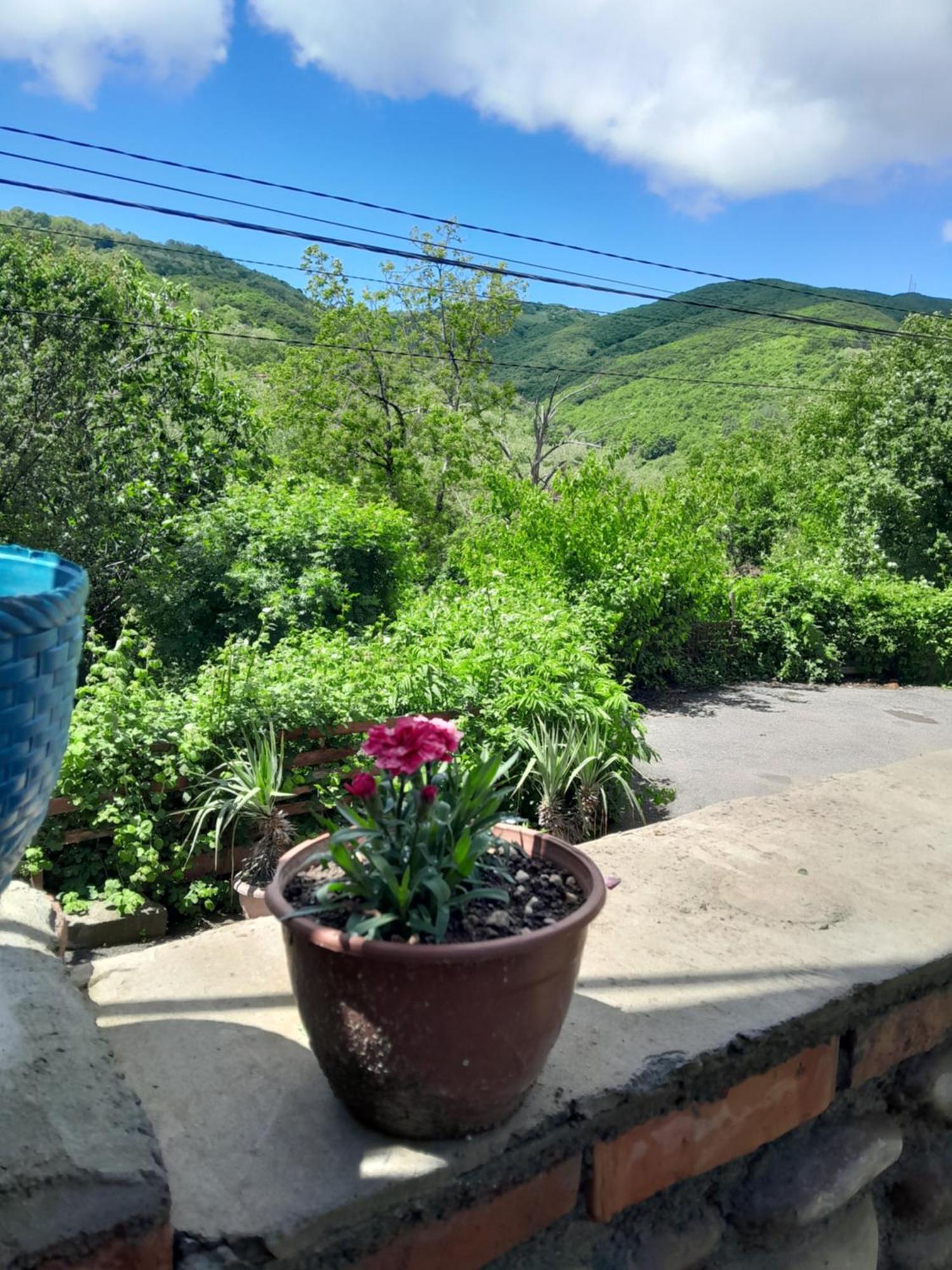 Emilia Apartment Sighnaghi Bagian luar foto